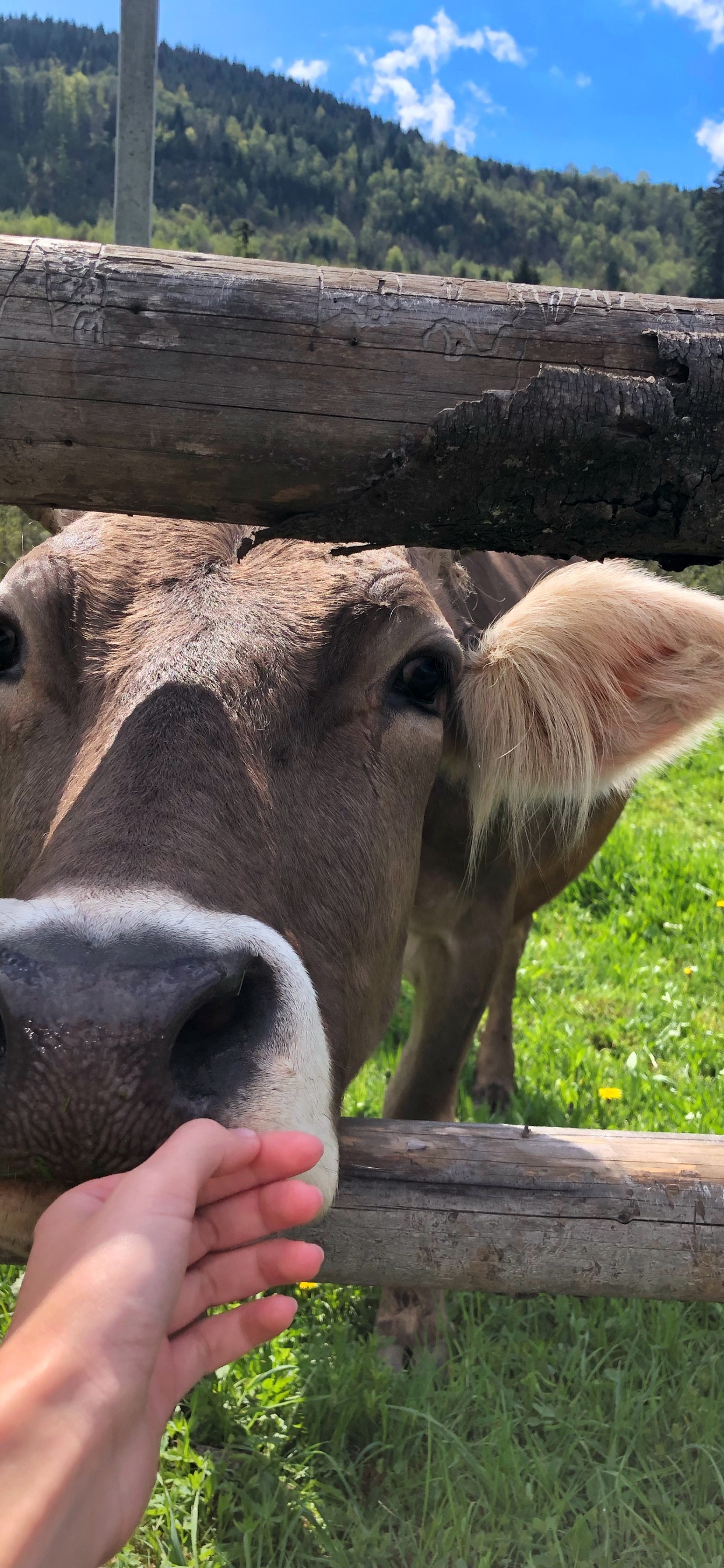 Dairy Cattle, Grazing, Pasture, Goat, Head. Wallpaper in 1242x2688 Resolution