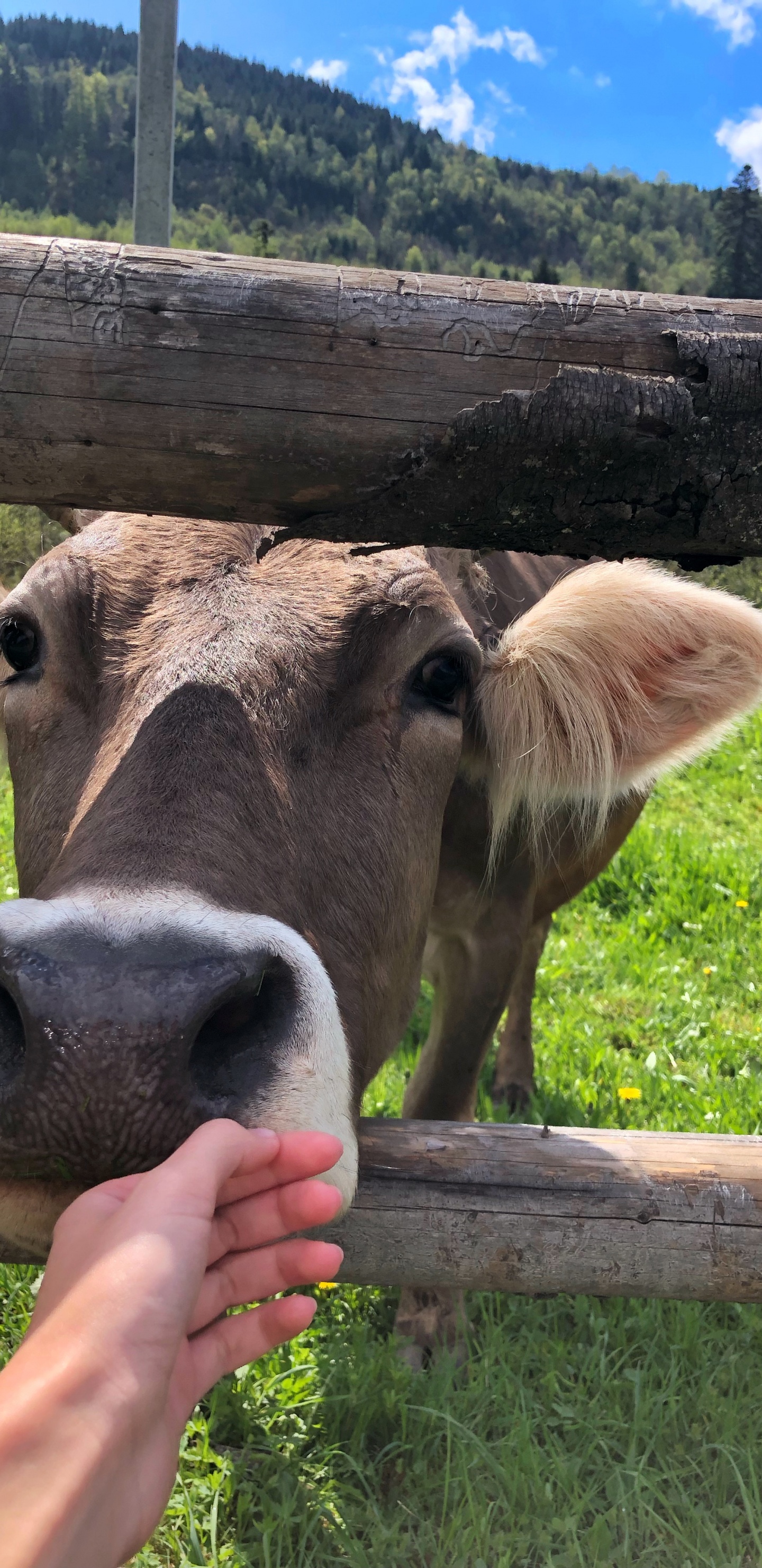 Vaches Laitières, le Pâturage, Pâturage, Chèvre, Tête. Wallpaper in 1440x2960 Resolution