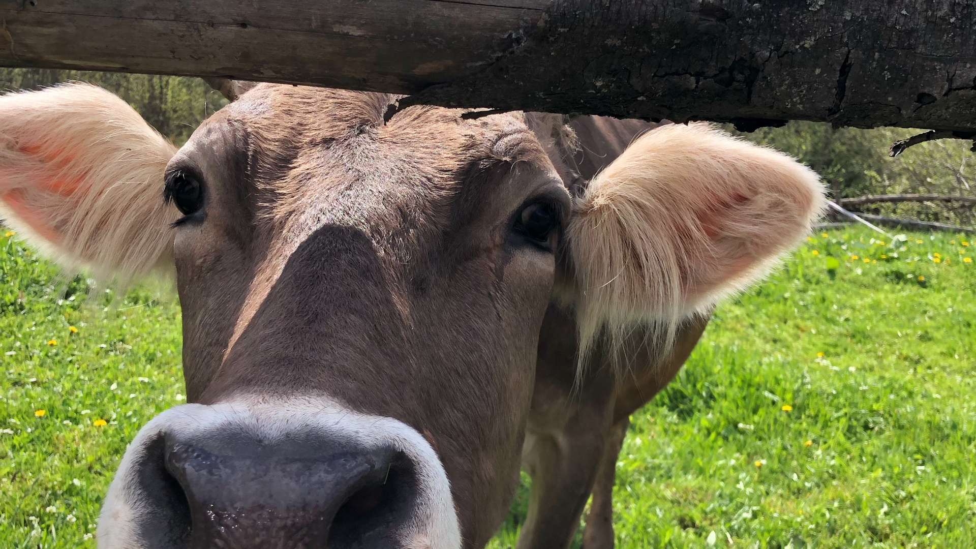 Weiden, Weide, Ziege, Kopf, Natur. Wallpaper in 1920x1080 Resolution