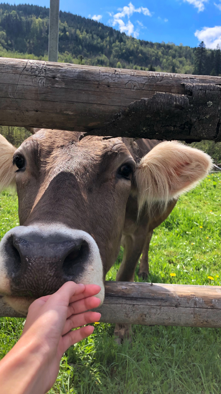 Weiden, Weide, Ziege, Kopf, Natur. Wallpaper in 750x1334 Resolution