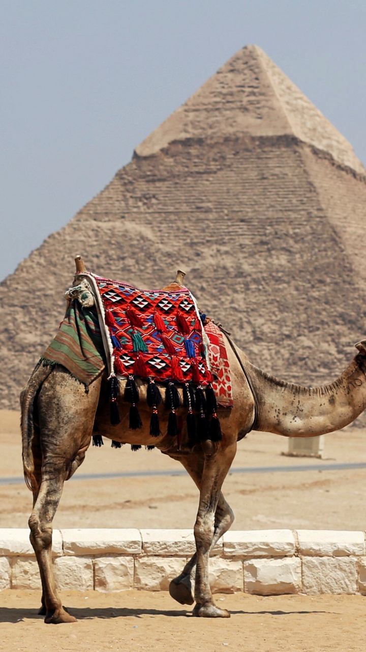 Brown Camel on Brown Sand During Daytime. Wallpaper in 720x1280 Resolution