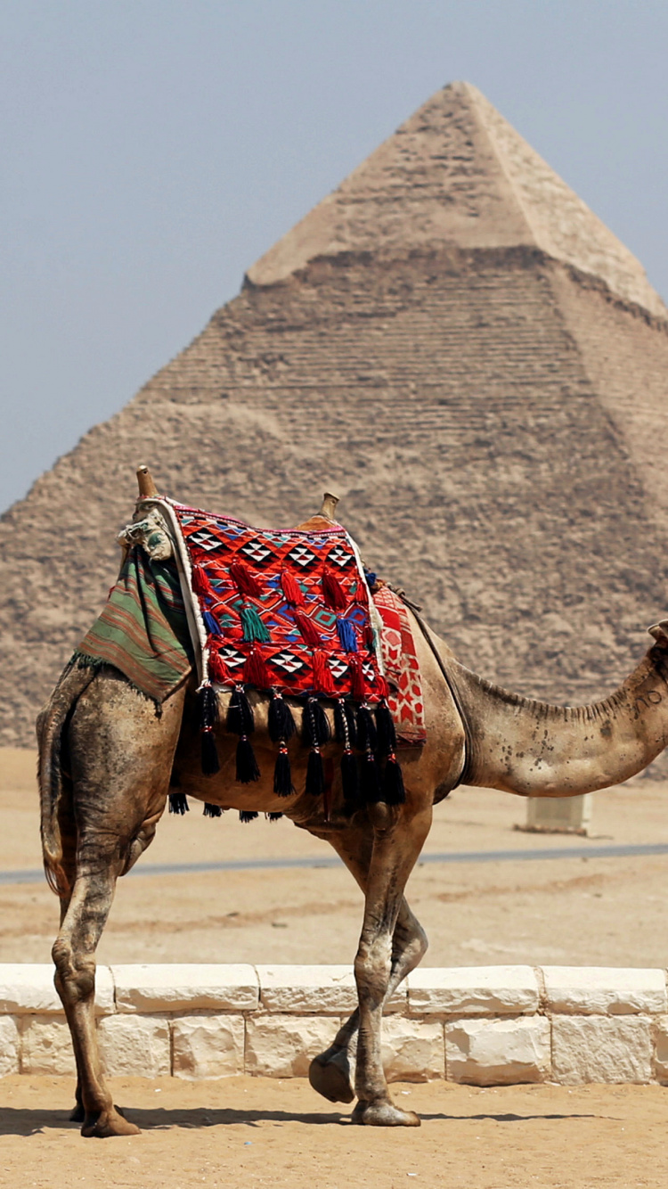 Brown Camel on Brown Sand During Daytime. Wallpaper in 750x1334 Resolution