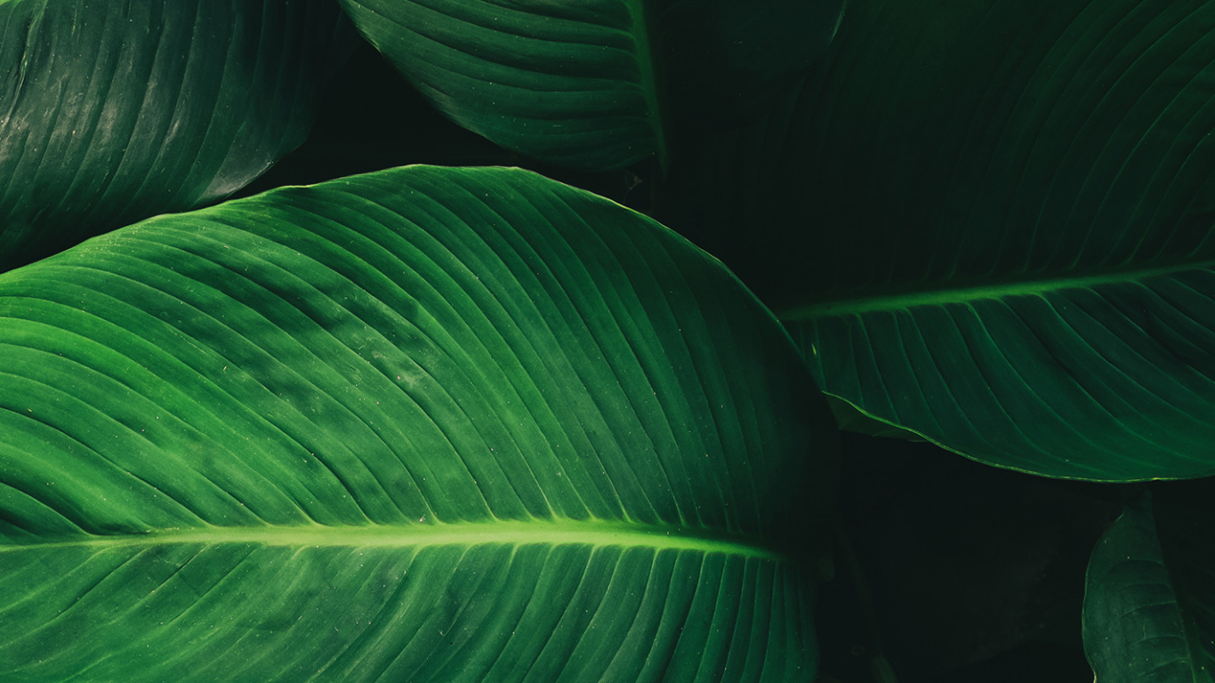 Blatt, Pflanzen-Stammzellen, Wissenschaft, Biologie, Terrestrische Pflanzen. Wallpaper in 1366x768 Resolution