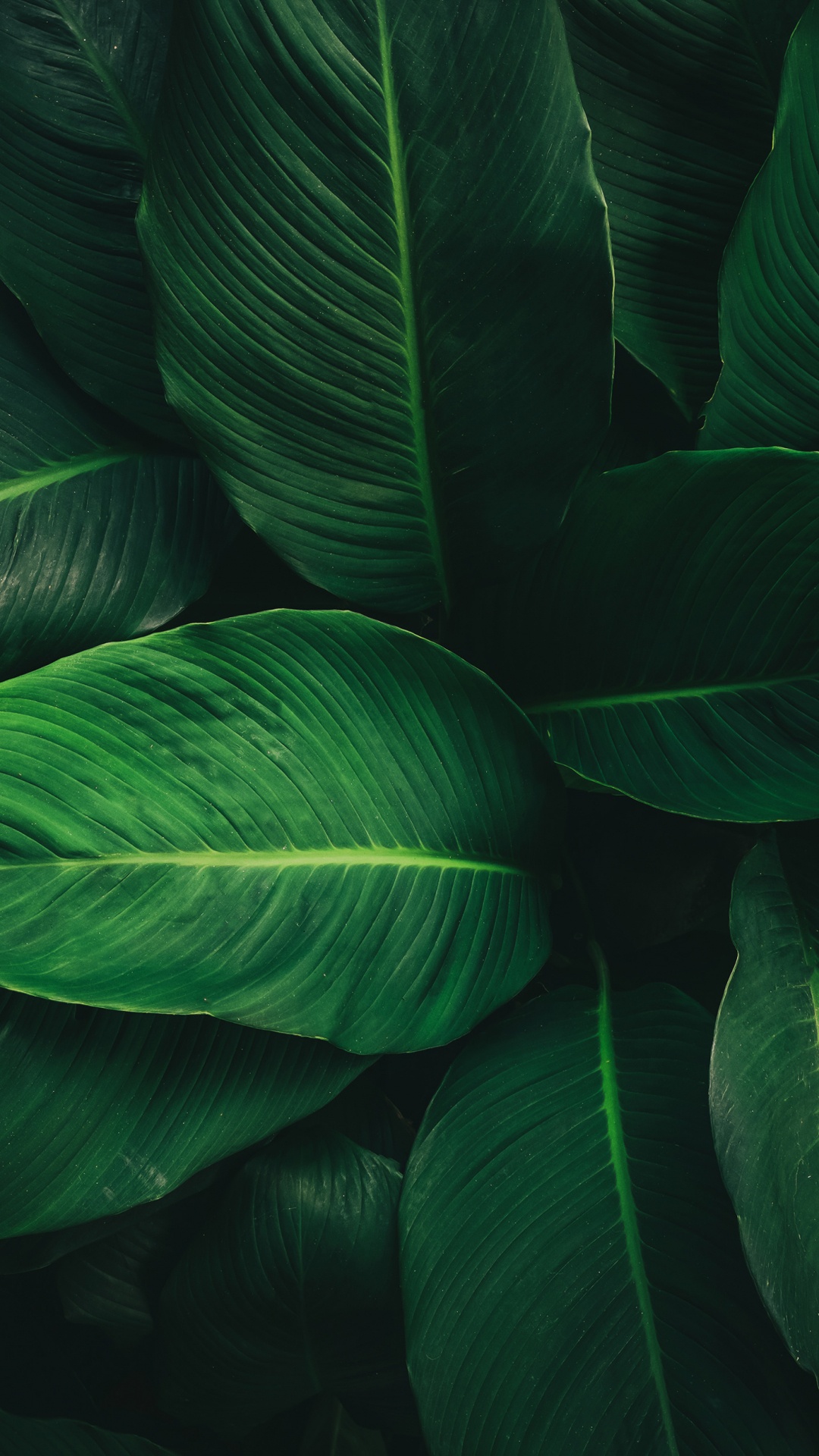 10 Tropical Jungle iPhone X Wallpapers  Preppy Wallpapers  Leaves  wallpaper iphone Forest wallpaper iphone Iphone wallpaper tropical