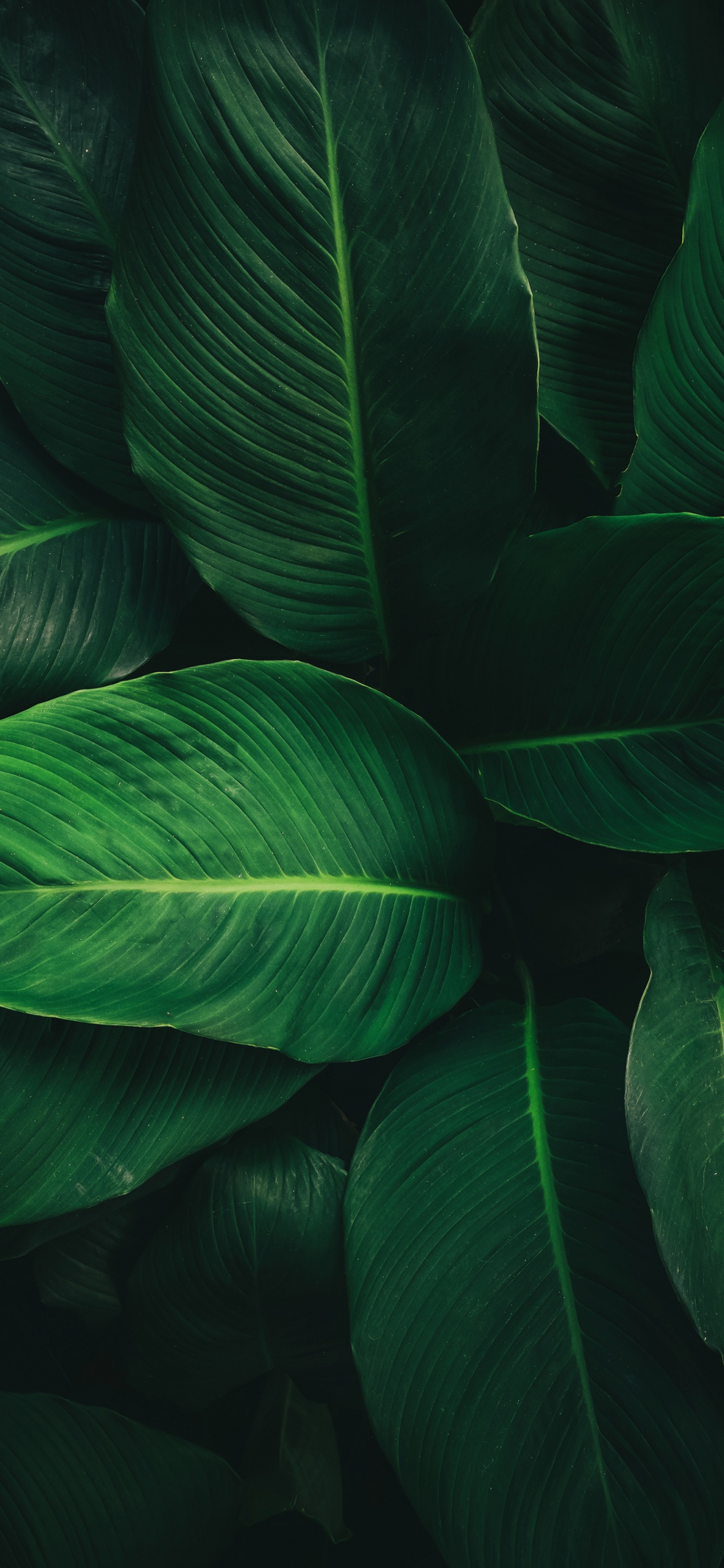 Leaf, Plant Stem, Science, Biology, Terrestrial Plant. Wallpaper in 1125x2436 Resolution