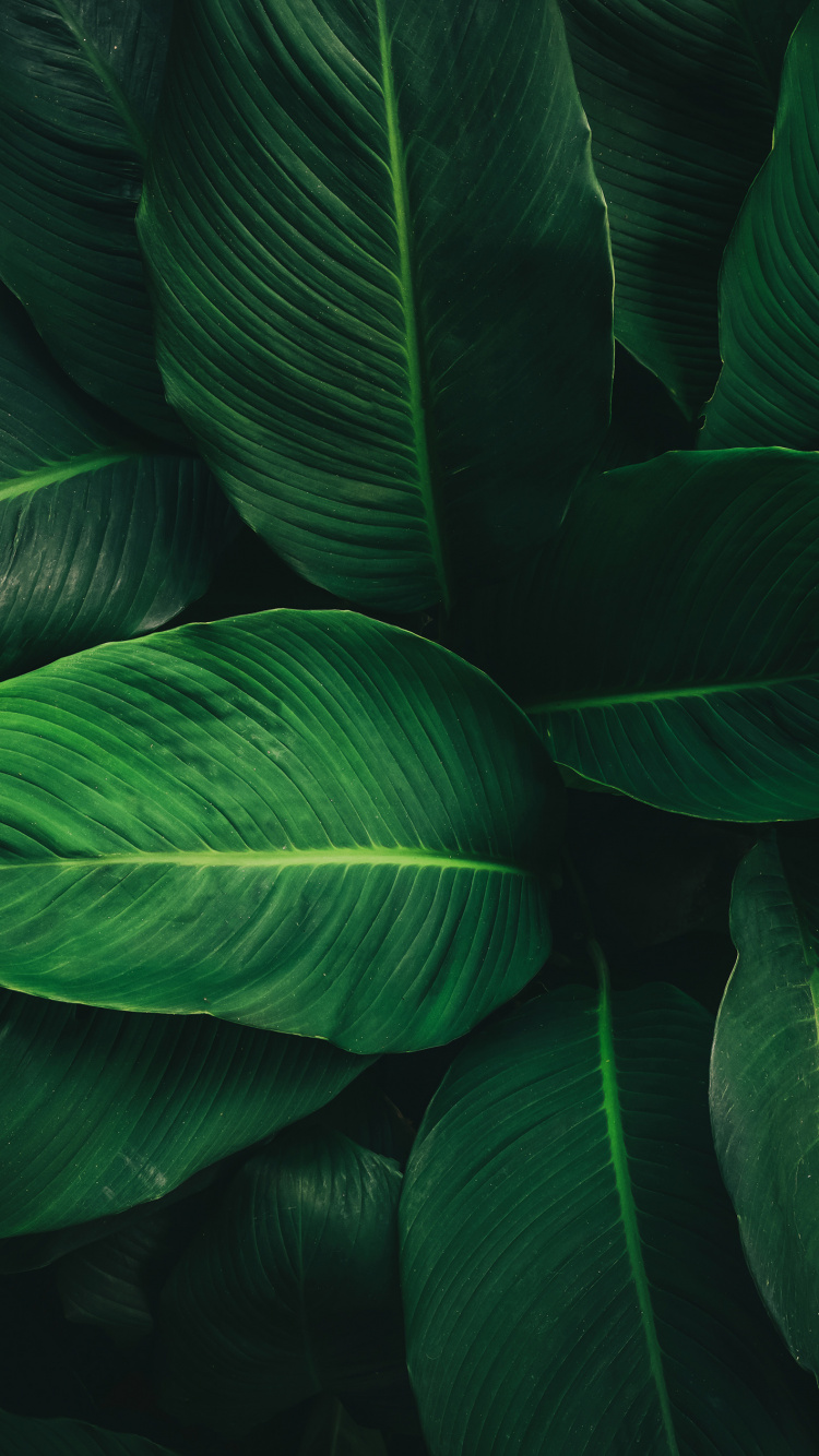 Leaf, Plant Stem, Science, Biology, Terrestrial Plant. Wallpaper in 750x1334 Resolution