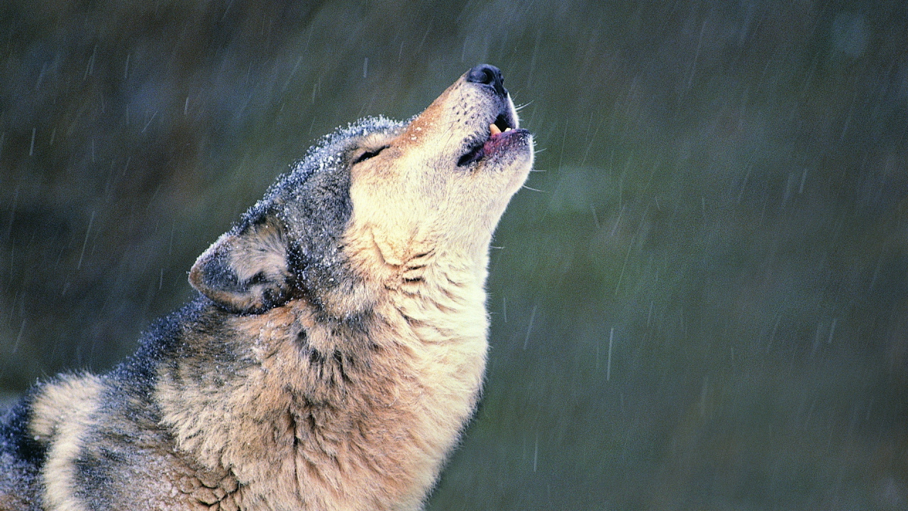Loup Blanc et Noir Sur Champ D'herbe Verte. Wallpaper in 1280x720 Resolution