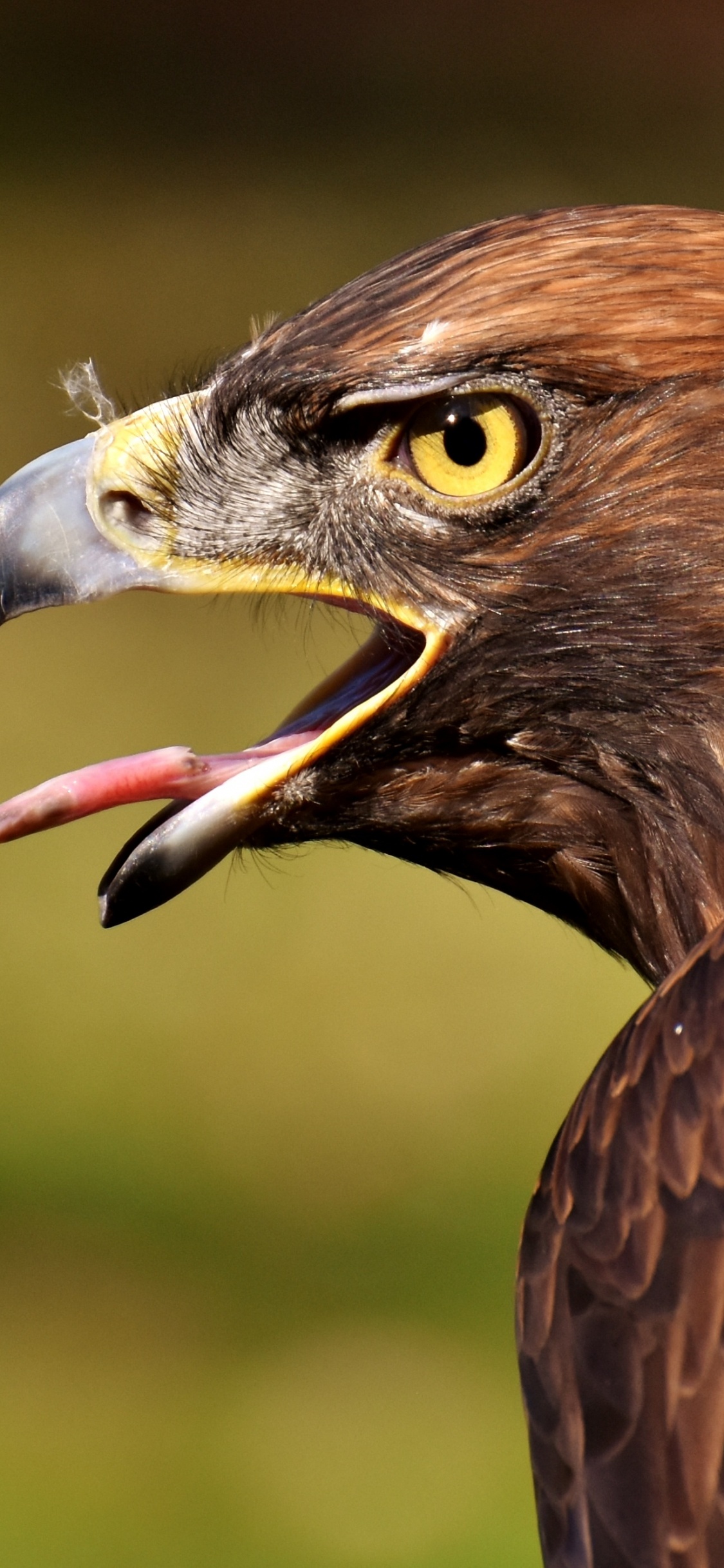 Aigle Brun et Blanc Volant Pendant la Journée. Wallpaper in 1125x2436 Resolution