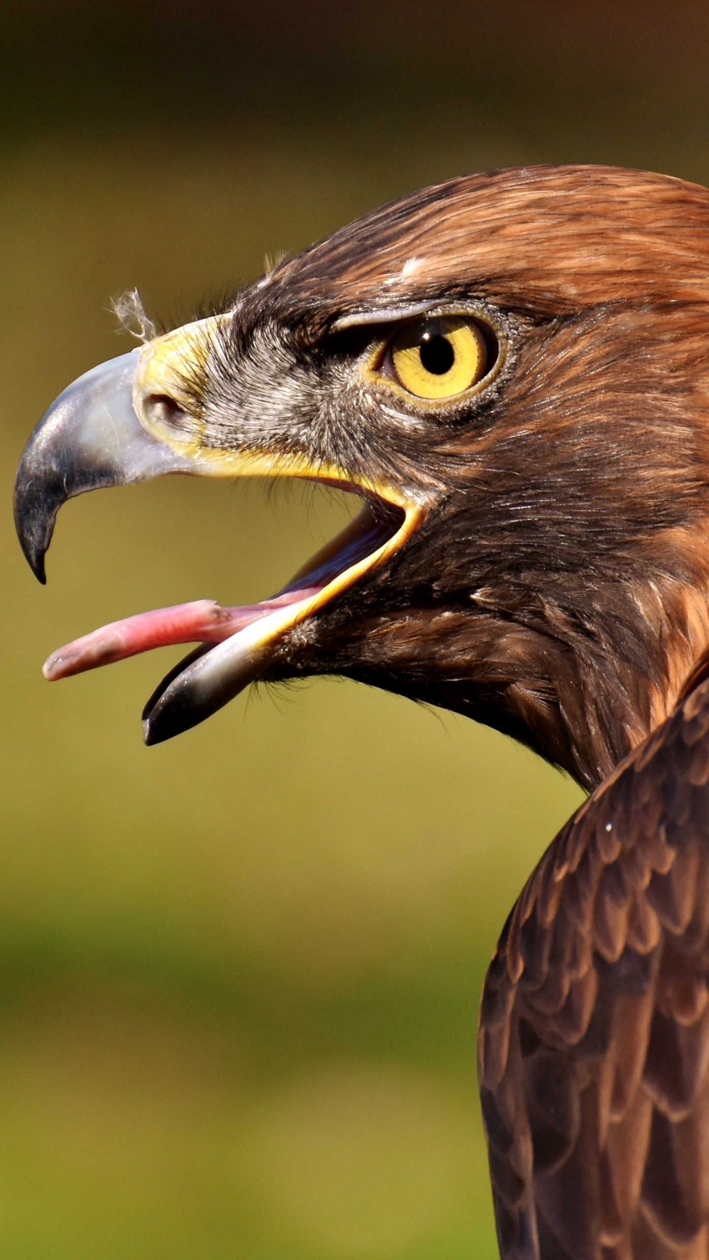 Aigle Brun et Blanc Volant Pendant la Journée. Wallpaper in 1440x2560 Resolution