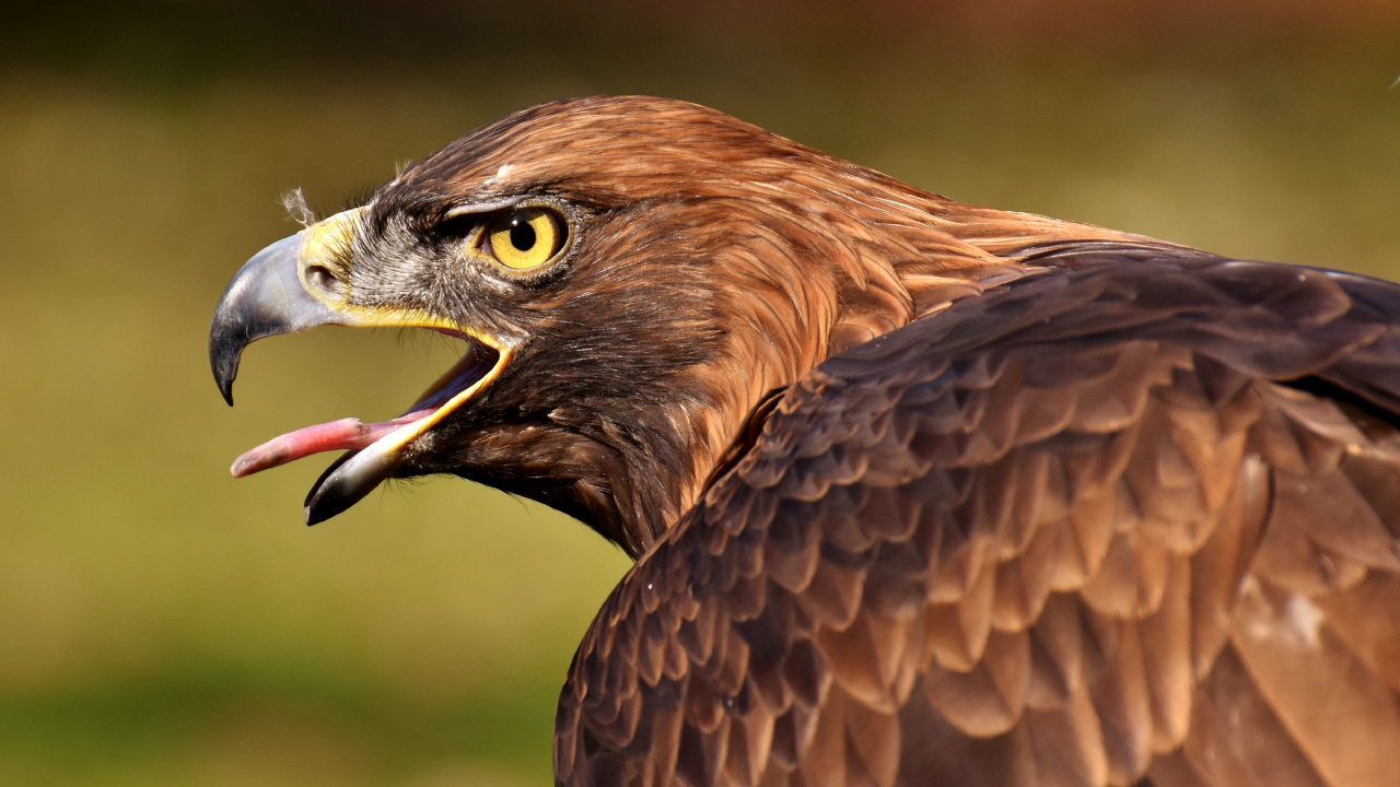 Brown and White Eagle Flying During Daytime. Wallpaper in 1280x720 Resolution