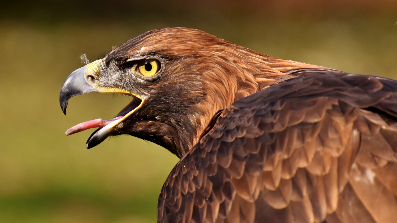 Brown and White Eagle Flying During Daytime. Wallpaper in 1366x768 Resolution