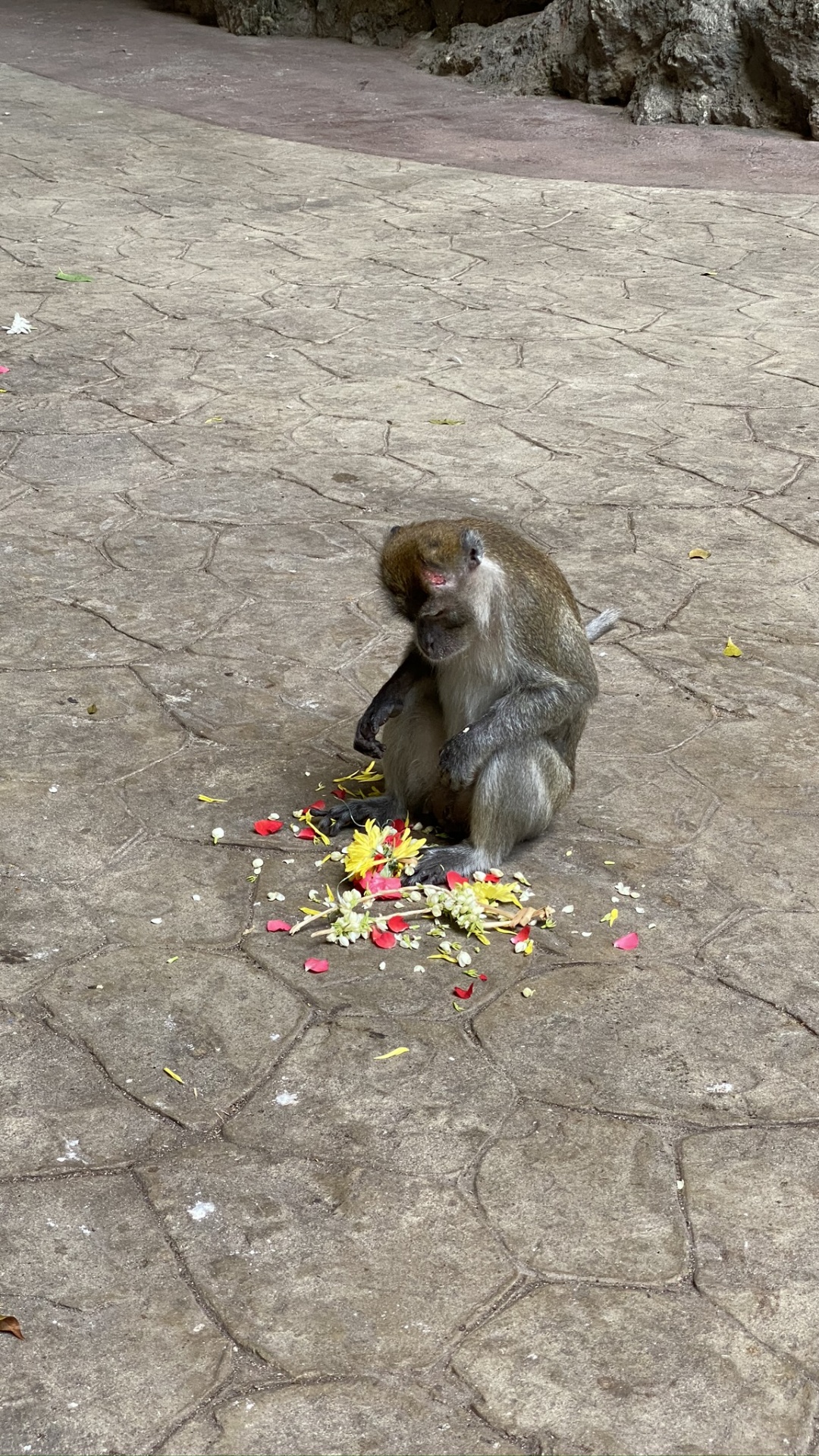 Macaque, Primat, Singes du Vieux Monde, Biologie, Sciences. Wallpaper in 1080x1920 Resolution
