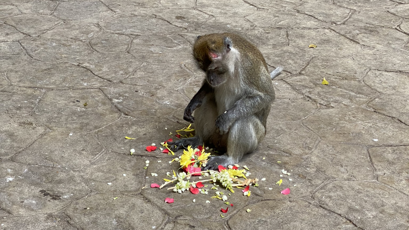 Macaques, Primate, Old World Monkeys, Biology, Science. Wallpaper in 1366x768 Resolution