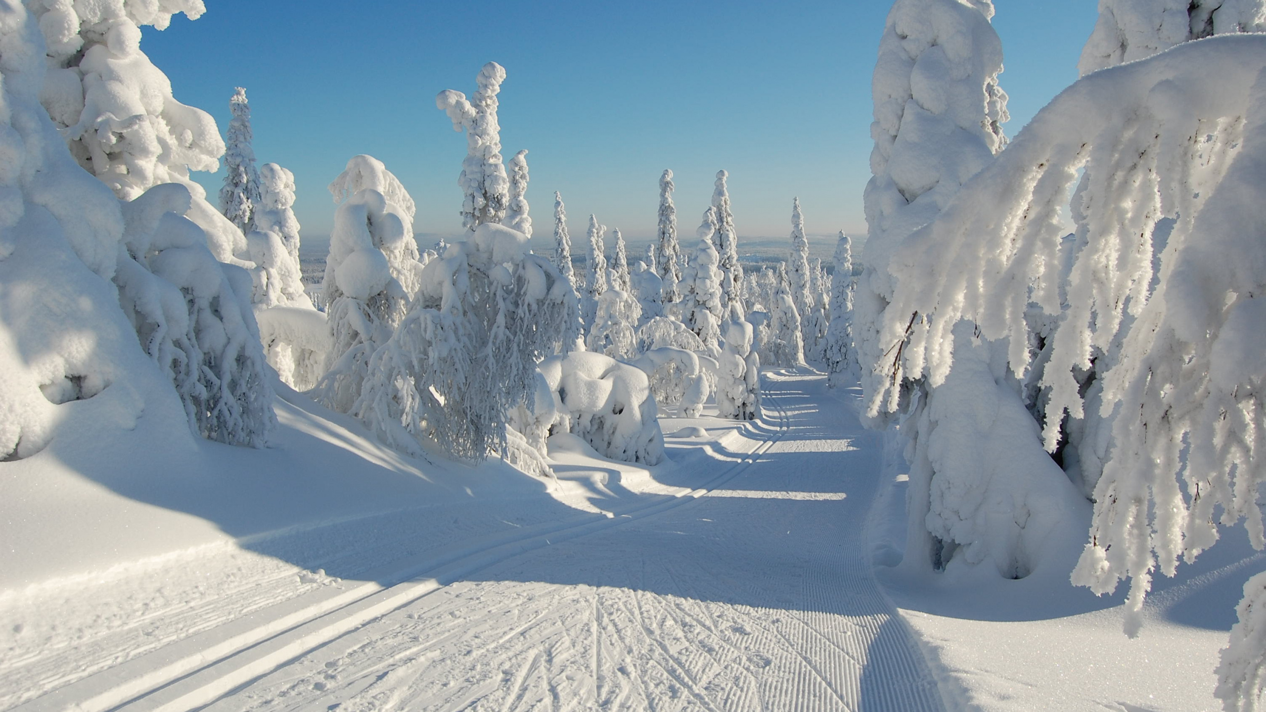 White Horse on Snow Covered Ground During Daytime. Wallpaper in 2560x1440 Resolution