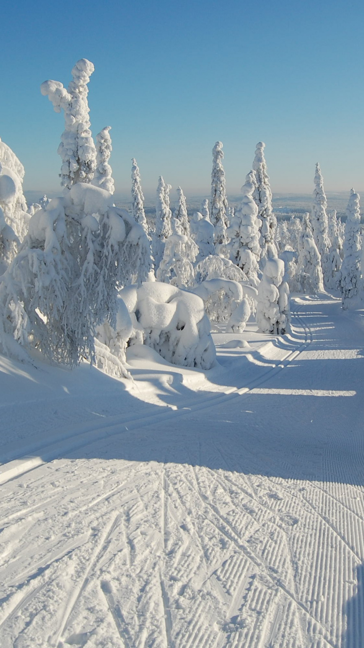 White Horse on Snow Covered Ground During Daytime. Wallpaper in 750x1334 Resolution