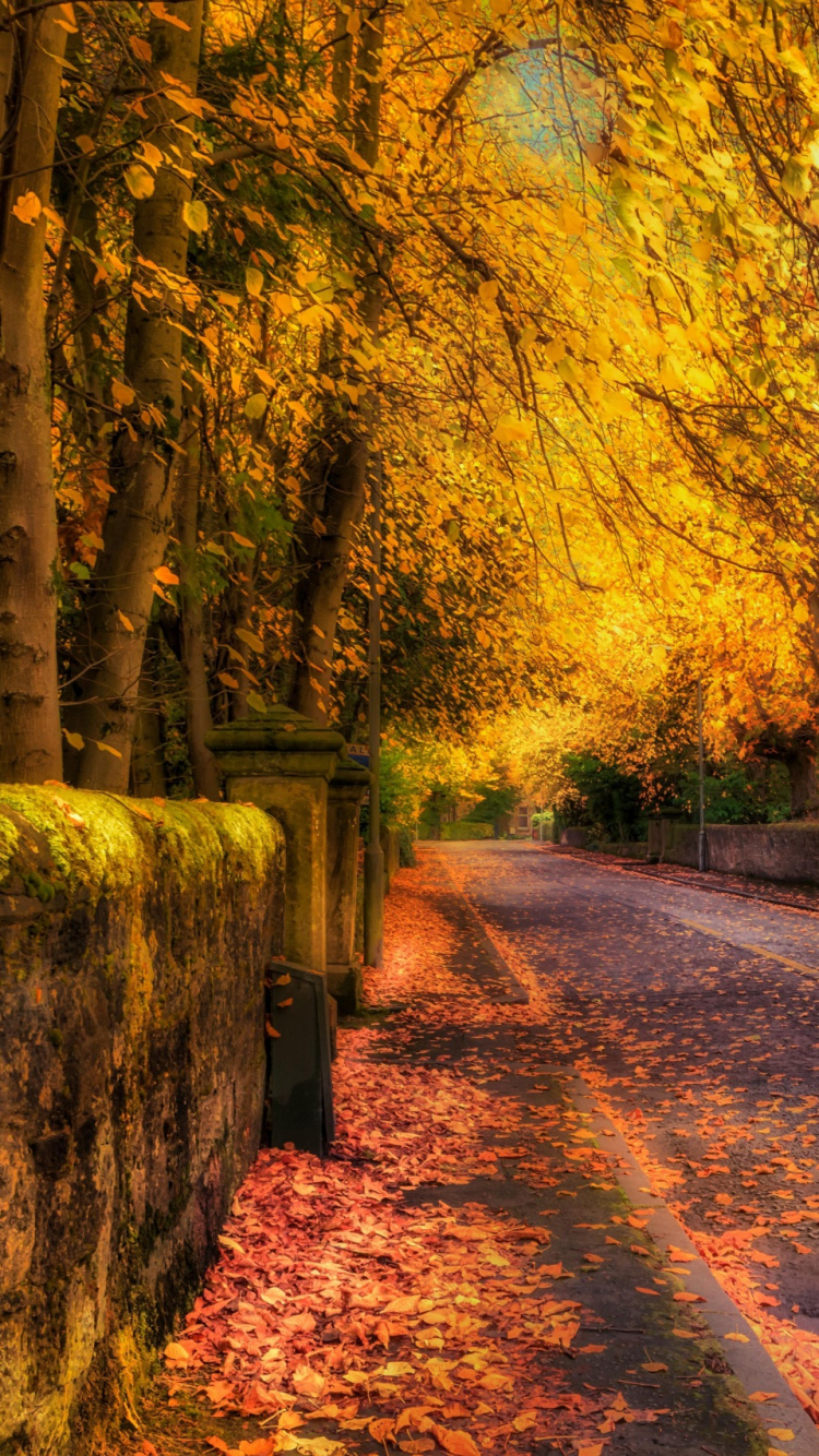 Brown Trees on Brown Dirt Road. Wallpaper in 750x1334 Resolution