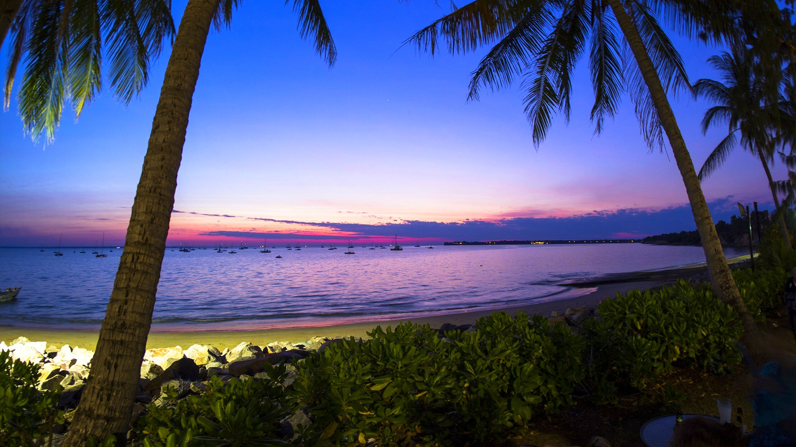 Green Palm Tree Near Sea During Daytime. Wallpaper in 2560x1440 Resolution