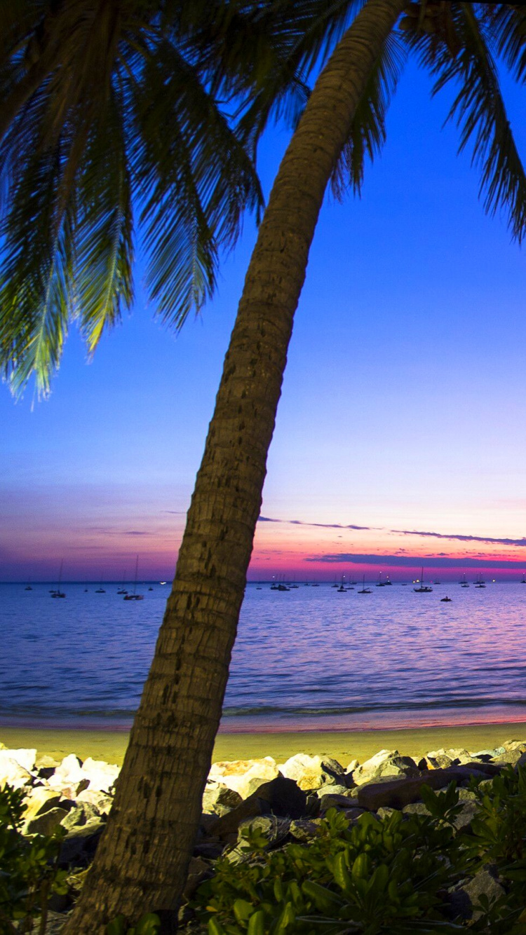Green Palm Tree Near Sea During Daytime. Wallpaper in 750x1334 Resolution
