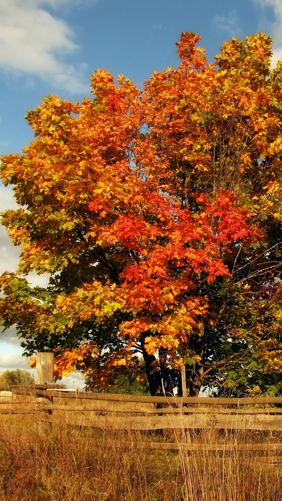 Brauner Baum in Der Nähe Von Braunem Holzzaun Unter Weißen Wolken Tagsüber. Wallpaper in 1080x1920 Resolution