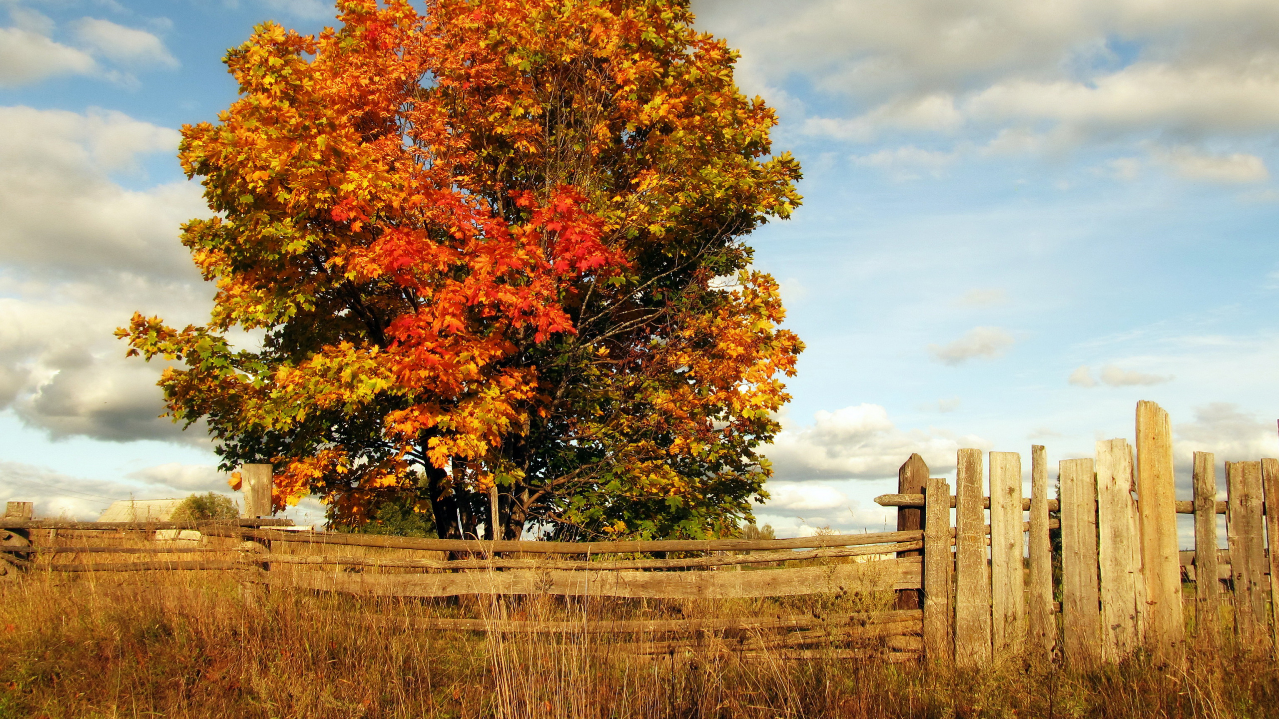 Brauner Baum in Der Nähe Von Braunem Holzzaun Unter Weißen Wolken Tagsüber. Wallpaper in 2560x1440 Resolution