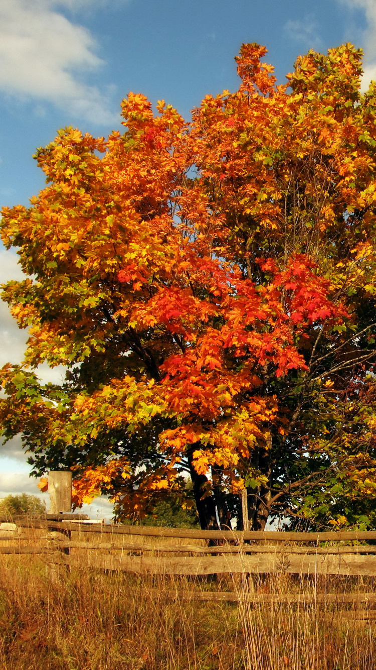 Árbol Marrón Cerca de la Valla de Madera Marrón Bajo Nubes Blancas Durante el Día. Wallpaper in 750x1334 Resolution