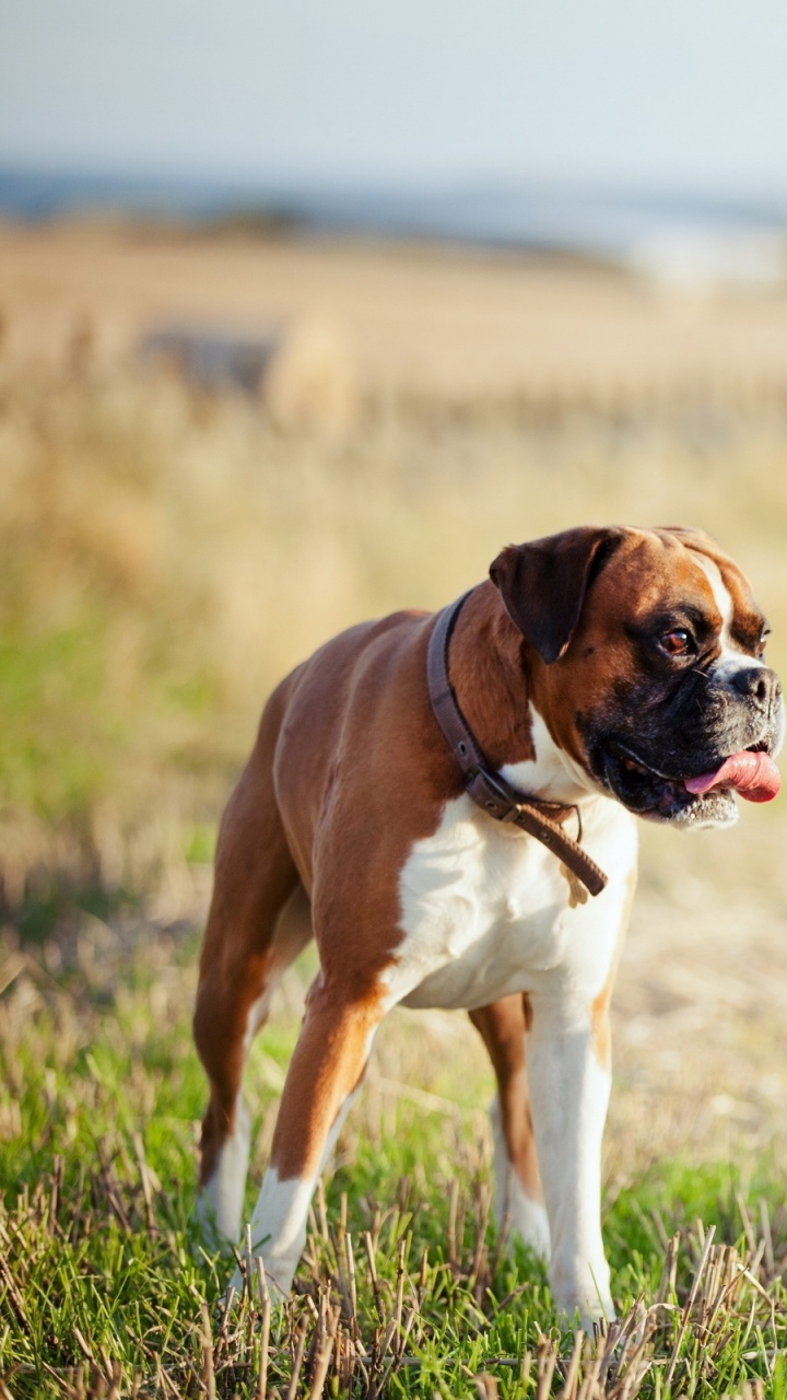 Brown and White Short Coated Dog on Green Grass Field During Daytime. Wallpaper in 720x1280 Resolution