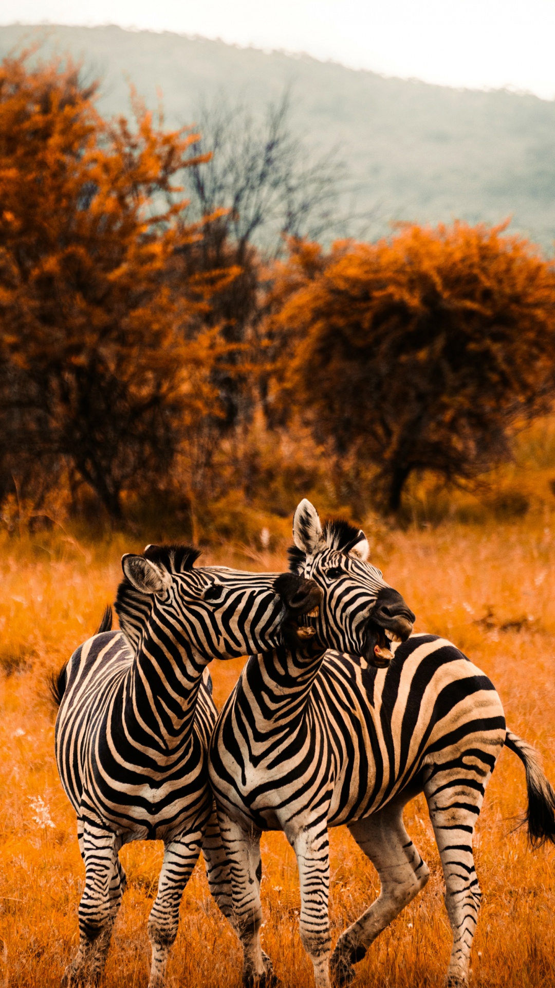 Savannenfarbe, Handtuch, Zebra, Pflanzen-Gemeinschaft, Ökoregion. Wallpaper in 1080x1920 Resolution