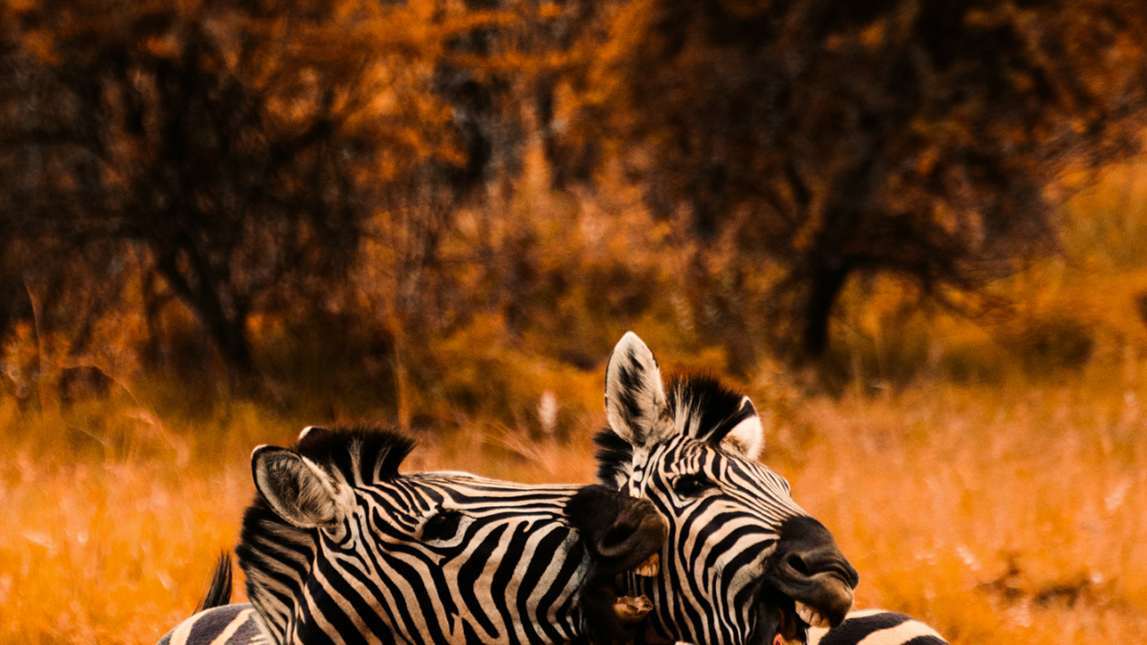 Savannenfarbe, Handtuch, Zebra, Pflanzen-Gemeinschaft, Ökoregion. Wallpaper in 1280x720 Resolution