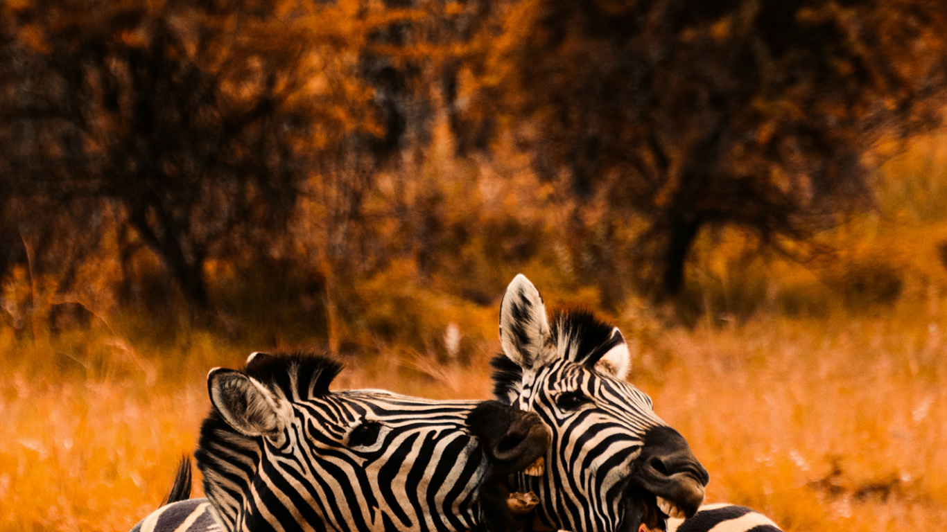 Savannenfarbe, Handtuch, Zebra, Pflanzen-Gemeinschaft, Ökoregion. Wallpaper in 1366x768 Resolution