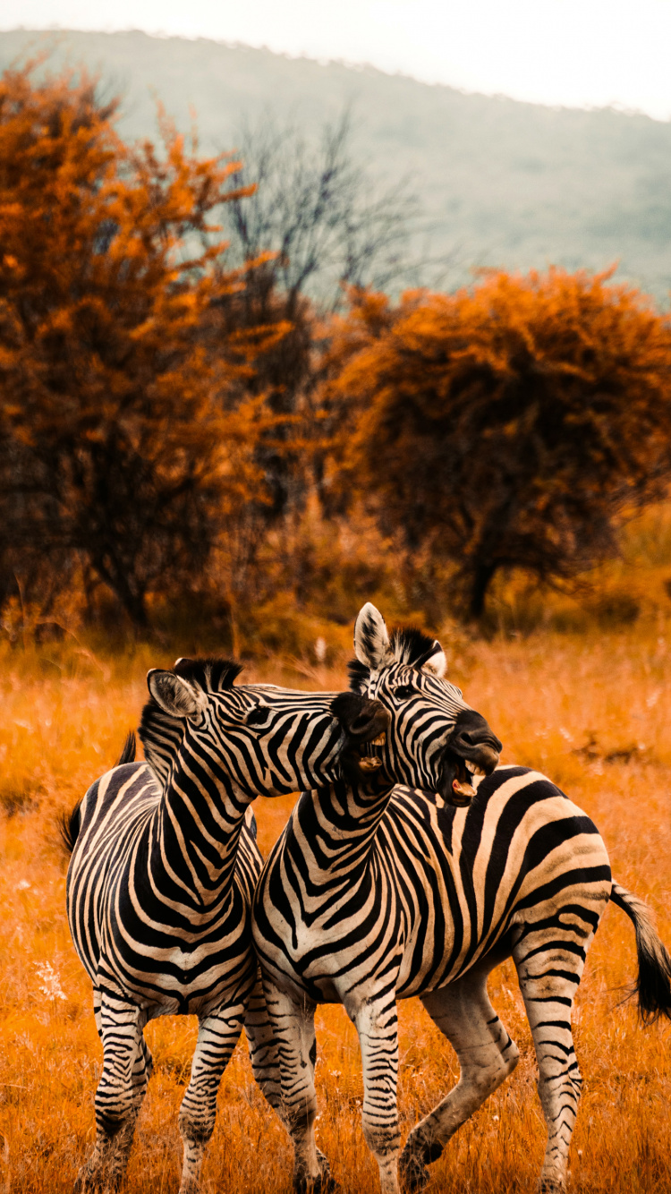 Savannenfarbe, Handtuch, Zebra, Pflanzen-Gemeinschaft, Ökoregion. Wallpaper in 750x1334 Resolution