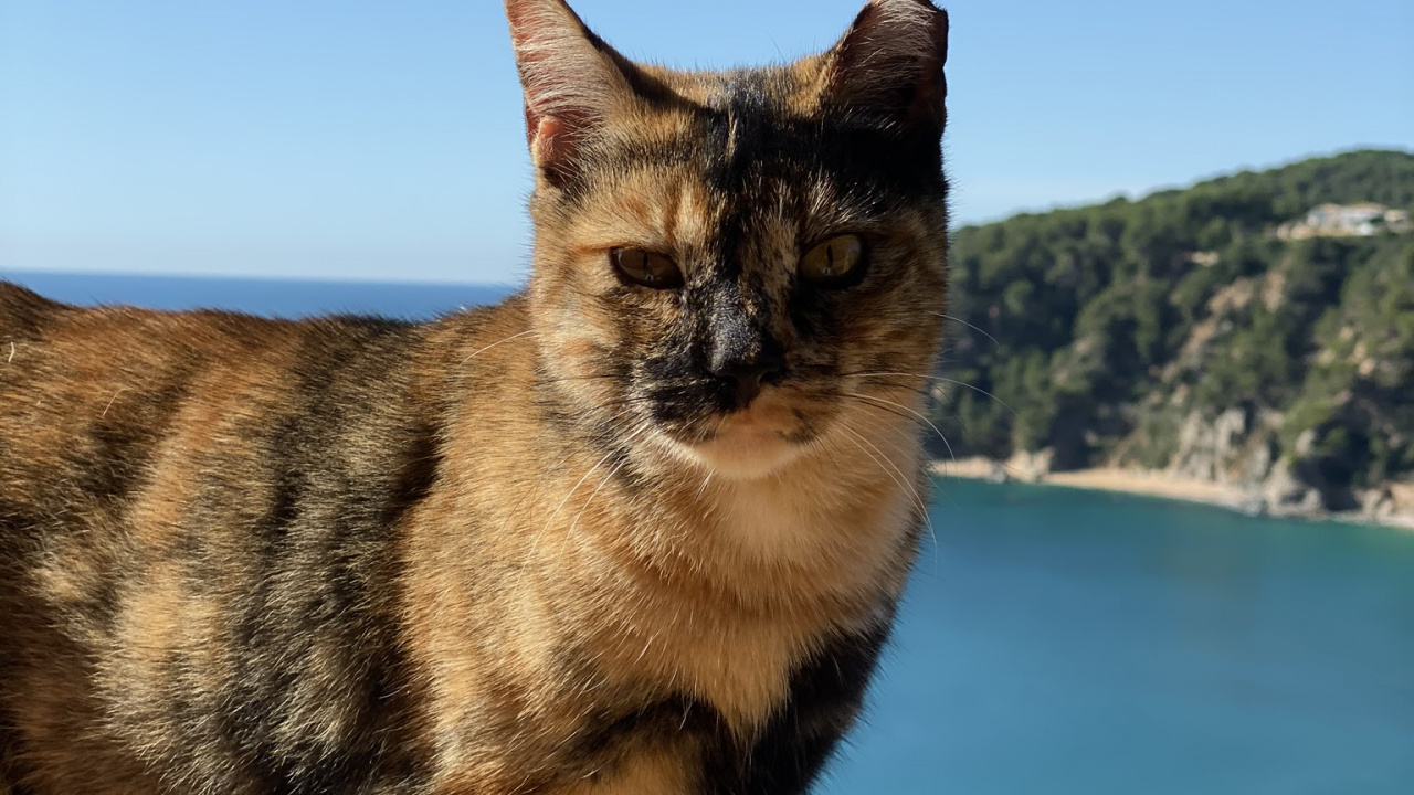 Aegean Cat, Whiskers, Science, Biology, Carnivore. Wallpaper in 1280x720 Resolution