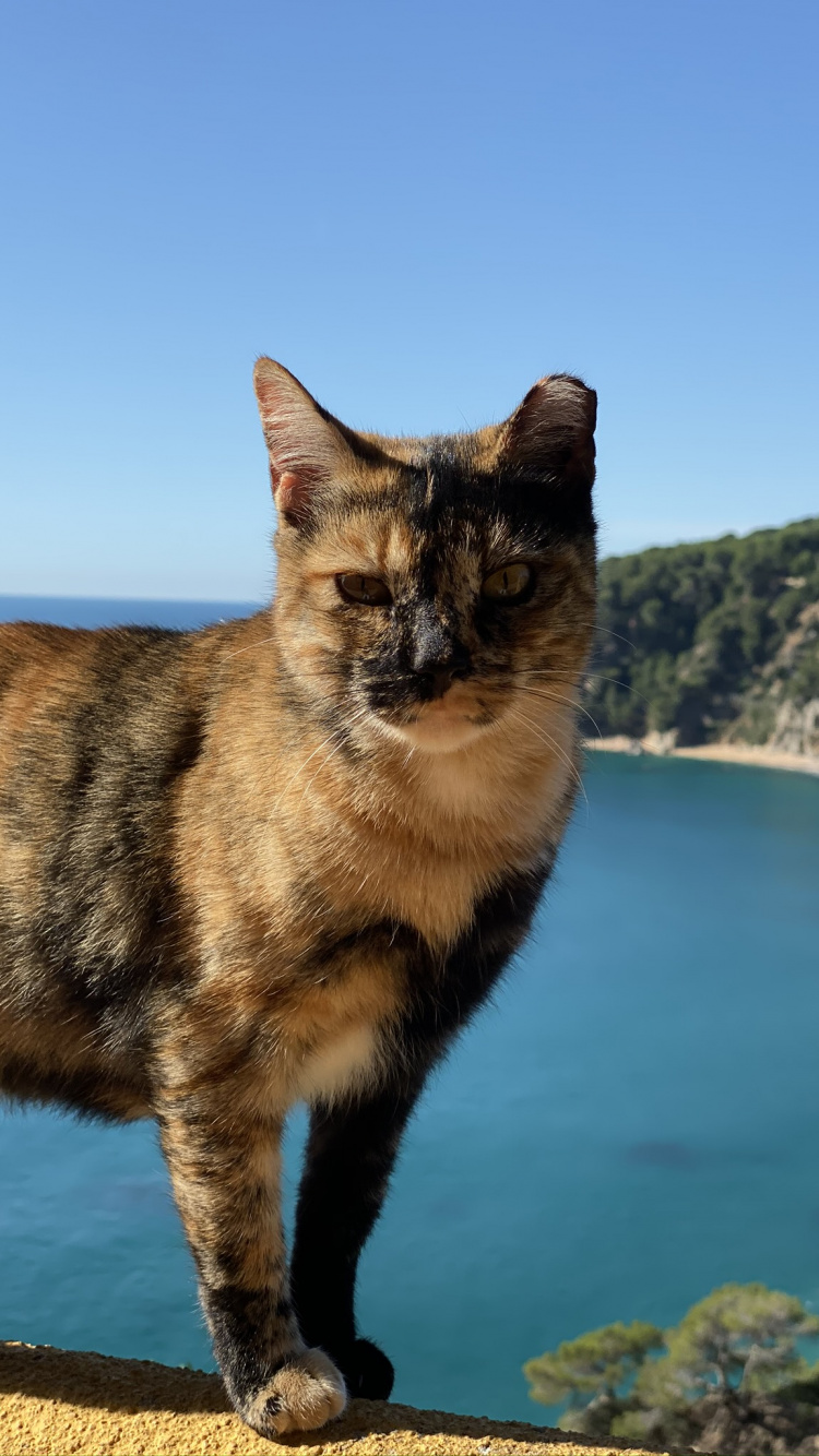 Aegean Cat, Whiskers, Science, Biology, Carnivore. Wallpaper in 750x1334 Resolution
