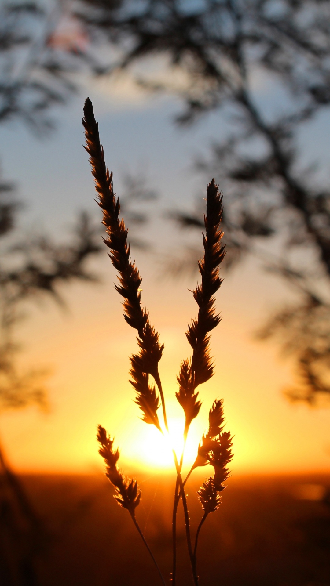 Sunset, Sunlight, Sunrise, Grasses, Dusk. Wallpaper in 1080x1920 Resolution