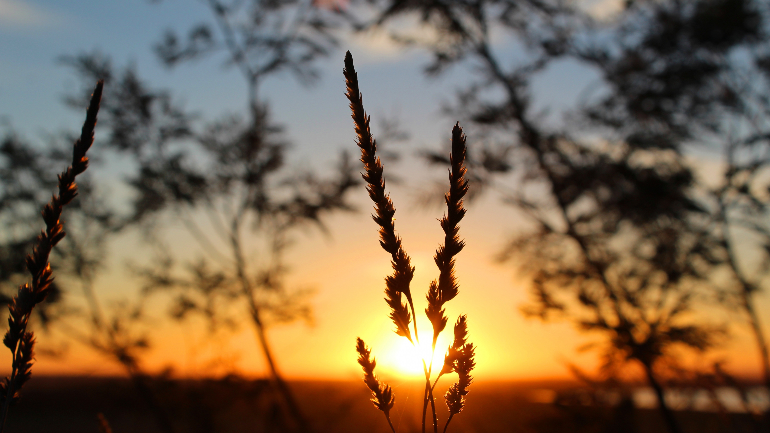 Sunset, Sunlight, Sunrise, Grasses, Dusk. Wallpaper in 2560x1440 Resolution