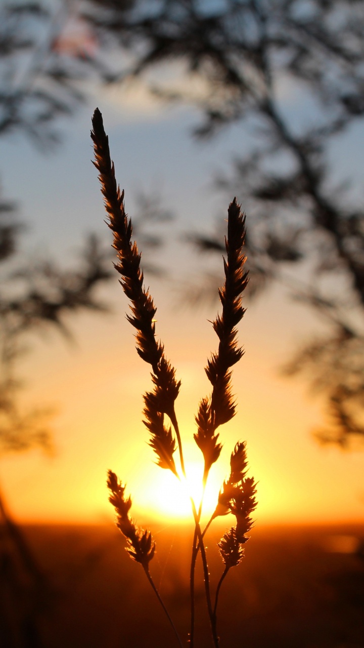 Sunset, Sunlight, Sunrise, Grasses, Dusk. Wallpaper in 720x1280 Resolution