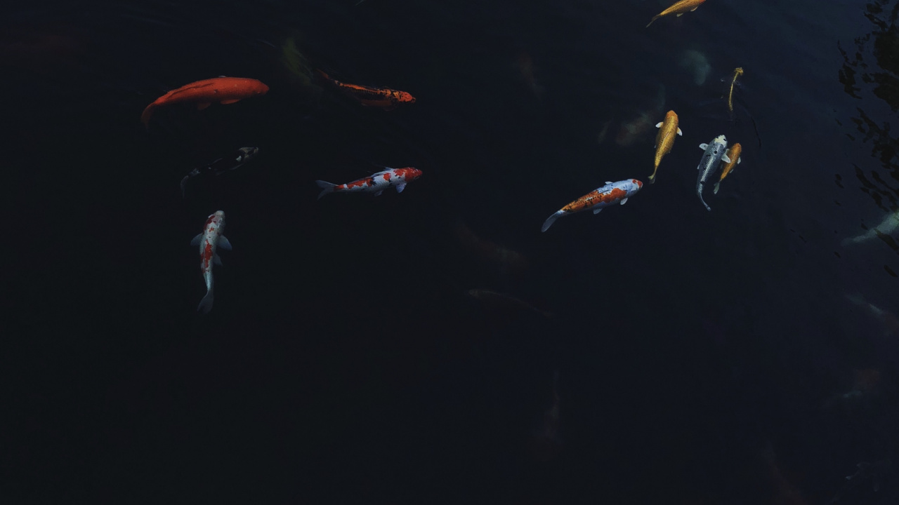 Agua, Biología Marina, Koi, Ciencia, Líquido. Wallpaper in 1280x720 Resolution