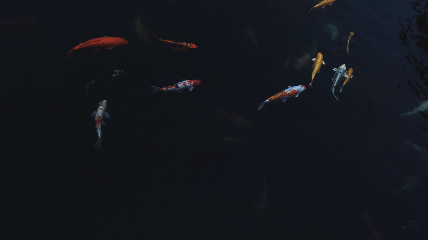 Eau, Biologie Marine, Koi, Sciences, Fluide. Wallpaper in 1366x768 Resolution