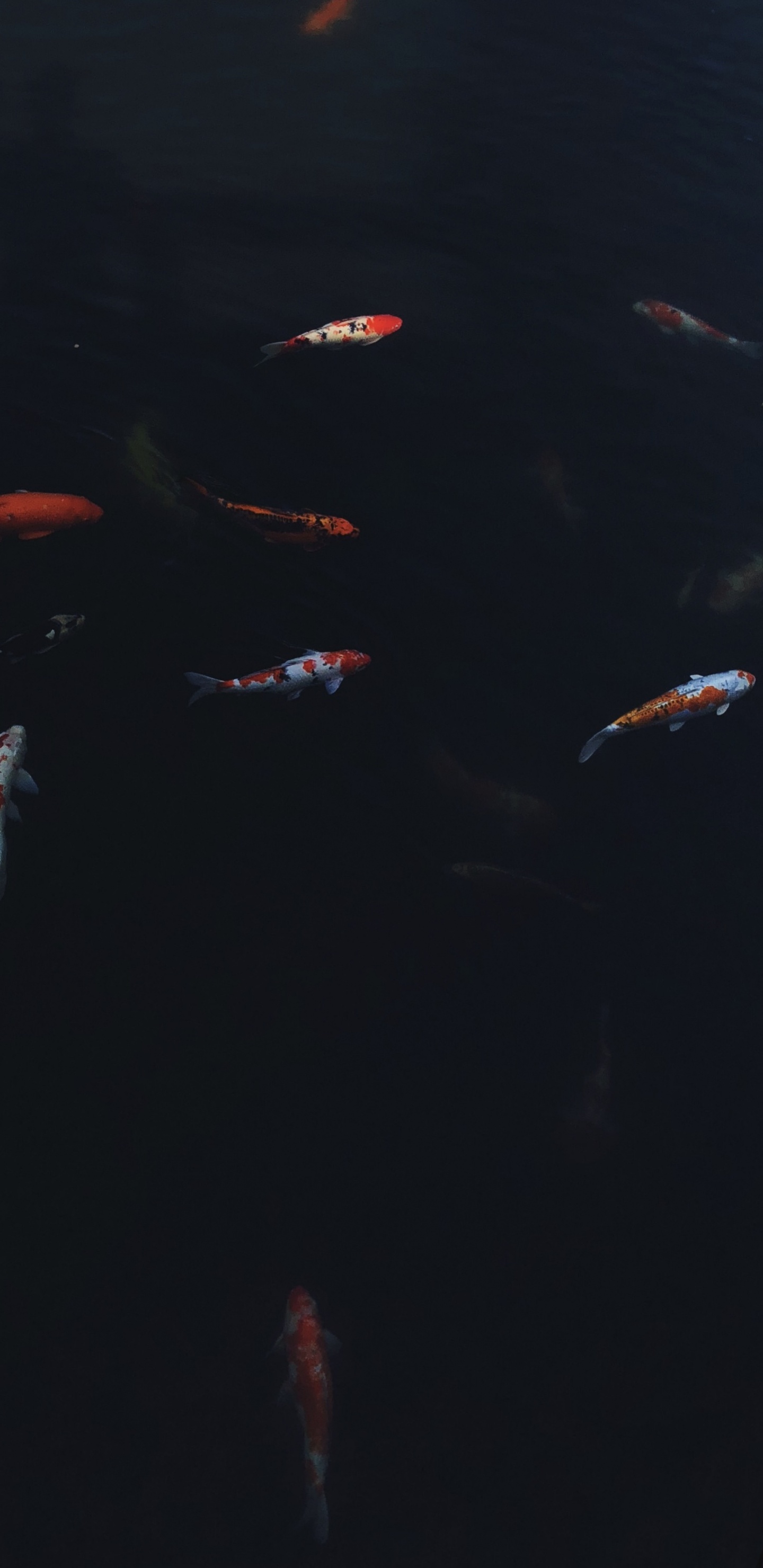 Eau, Biologie Marine, Koi, Sciences, Fluide. Wallpaper in 1440x2960 Resolution