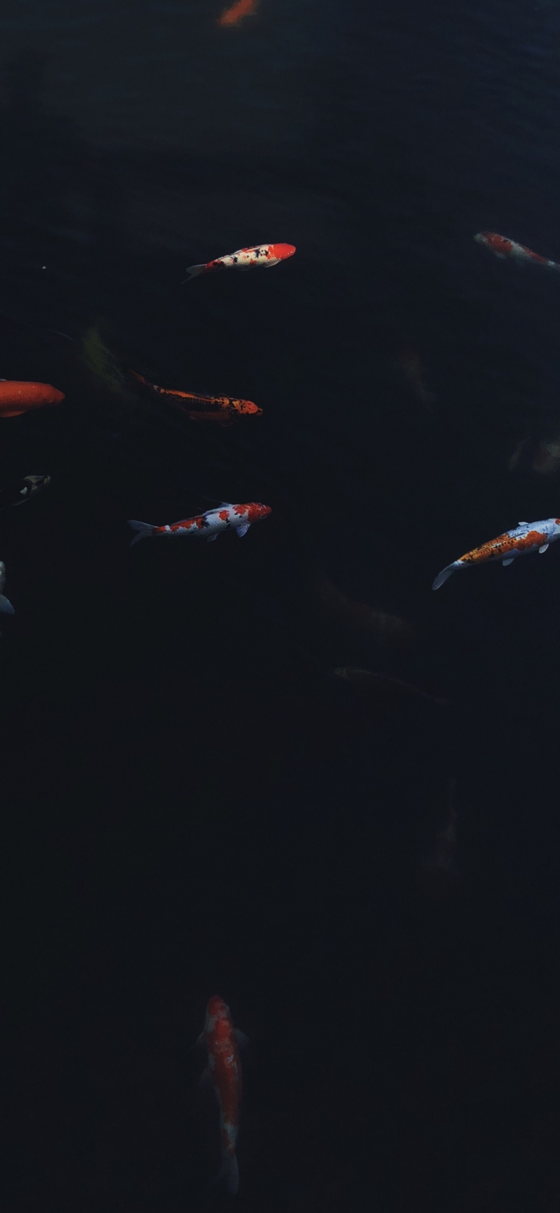 海洋生物学, 科学, 流体, 水下, 液体 壁纸 1125x2436 允许