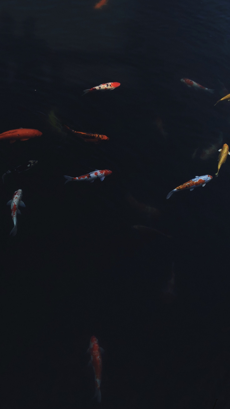 Wasser, Marine Biologie, Koi, Wissenschaft, Flüssigkeit. Wallpaper in 750x1334 Resolution