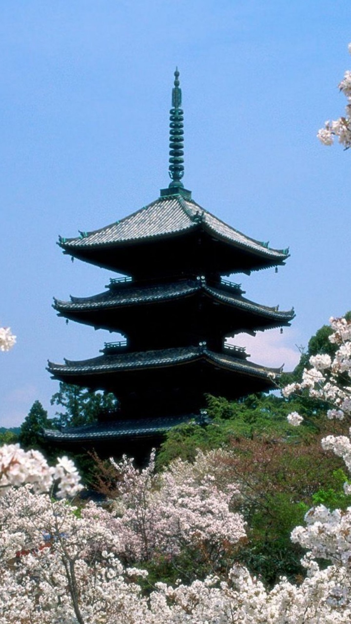 樱花, 开花, 弹簧, 日本, 历史站 壁纸 720x1280 允许