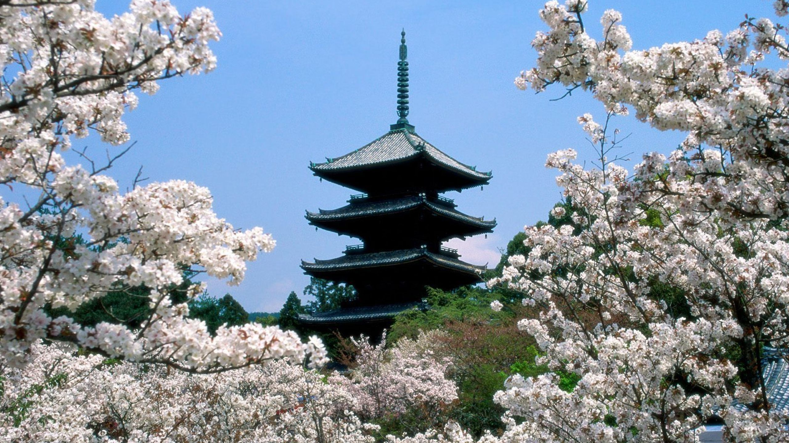 Black Pagoda Temple Surrounded by Cherry Blossom Trees During Daytime. Wallpaper in 2560x1440 Resolution