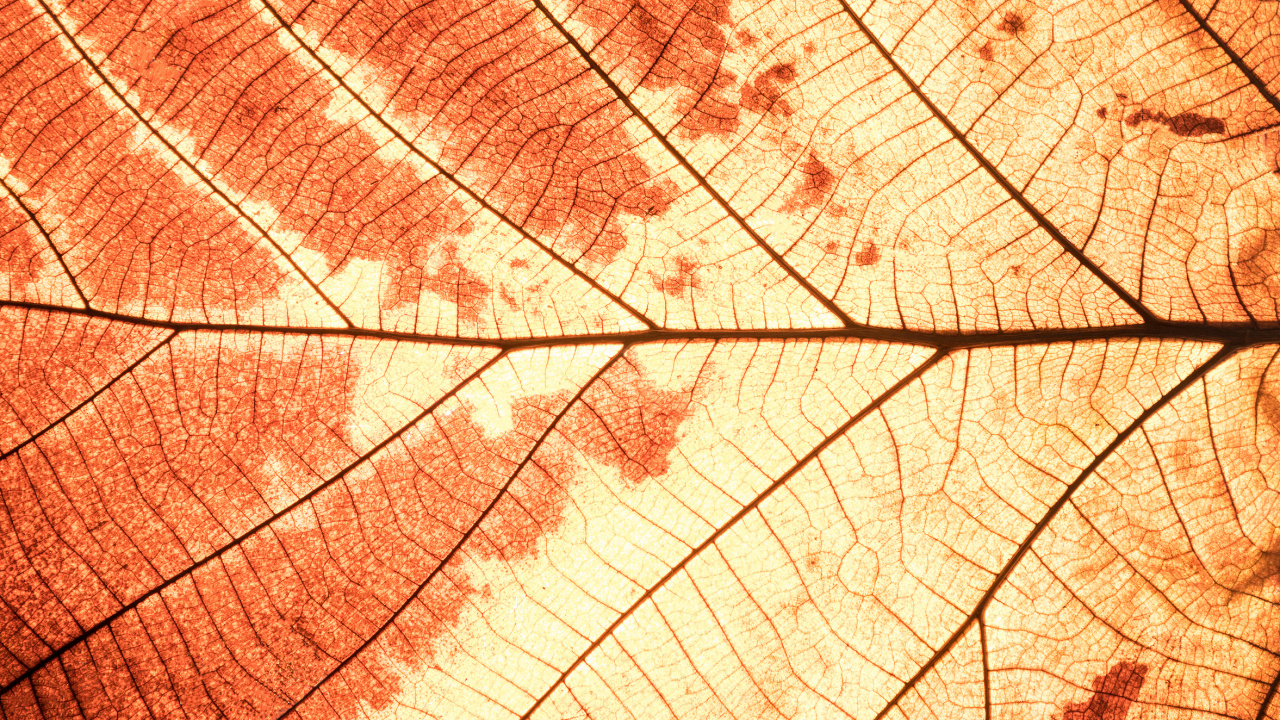 Brown and White Leaf in Close up Photography. Wallpaper in 1280x720 Resolution