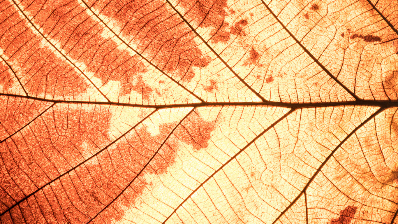 Brown and White Leaf in Close up Photography. Wallpaper in 1366x768 Resolution