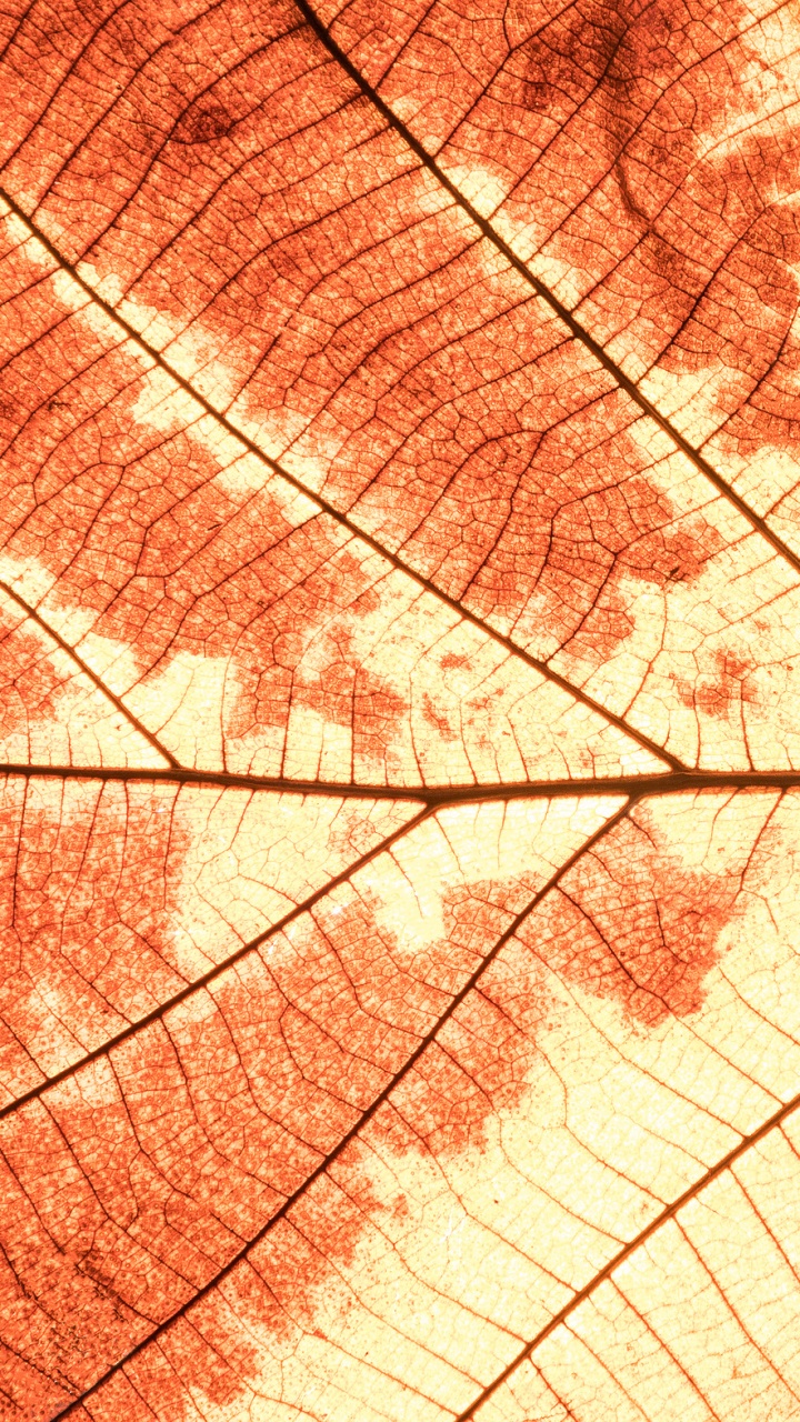 Brown and White Leaf in Close up Photography. Wallpaper in 720x1280 Resolution