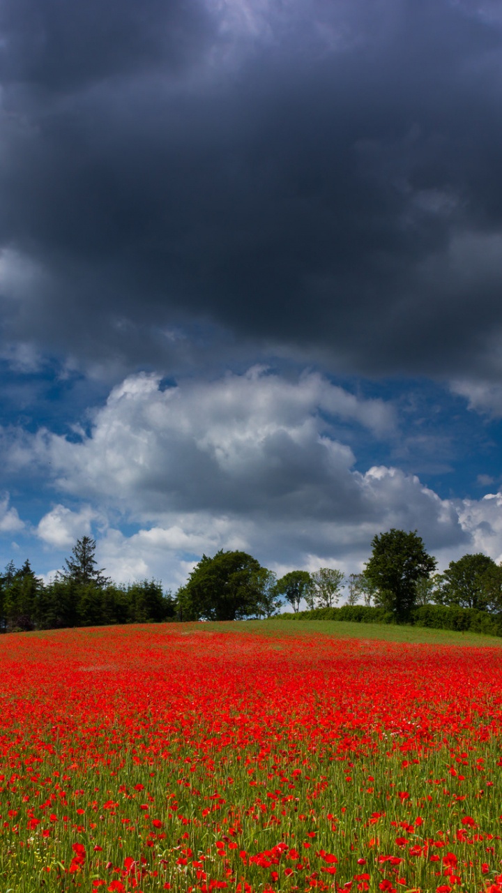Green Grass Field Under Cloudy Sky During Daytime. Wallpaper in 720x1280 Resolution