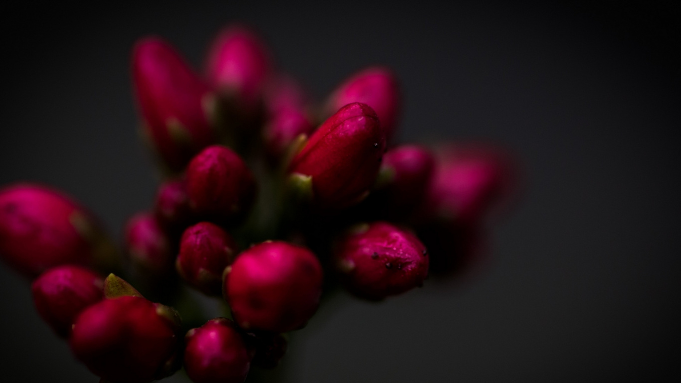 de Cerca, Las Rosas de Jardín, Crisantemo, Pétalo, Morado. Wallpaper in 1366x768 Resolution