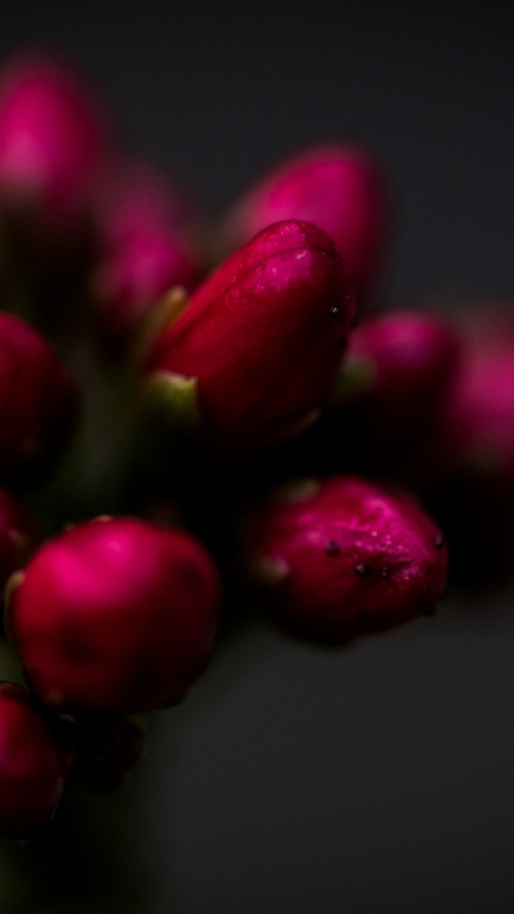 de Cerca, Las Rosas de Jardín, Crisantemo, Pétalo, Morado. Wallpaper in 720x1280 Resolution