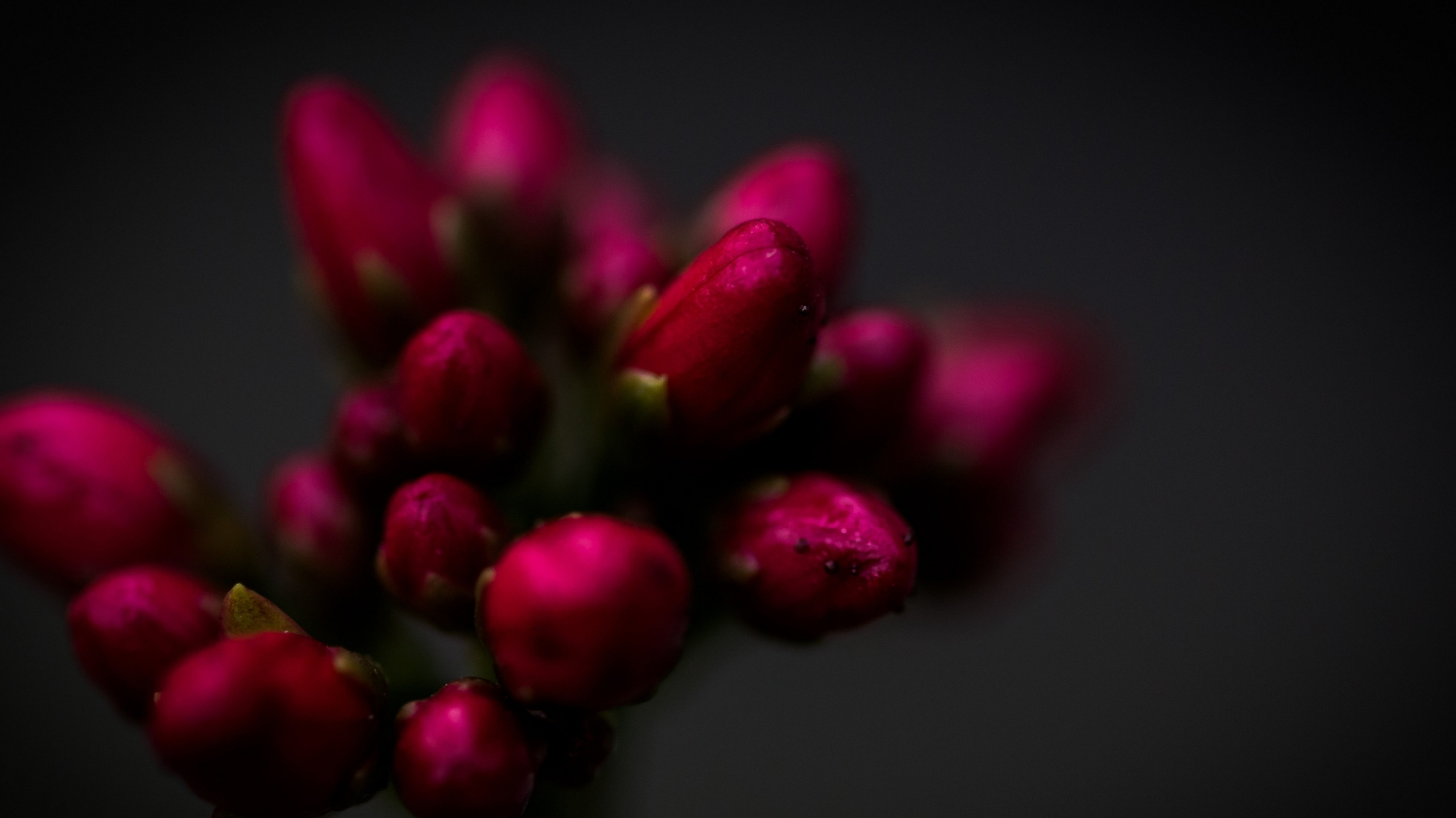 Fermer, Les Roses de Jardin, Chrysanthème, Pétale, Purple. Wallpaper in 2560x1440 Resolution