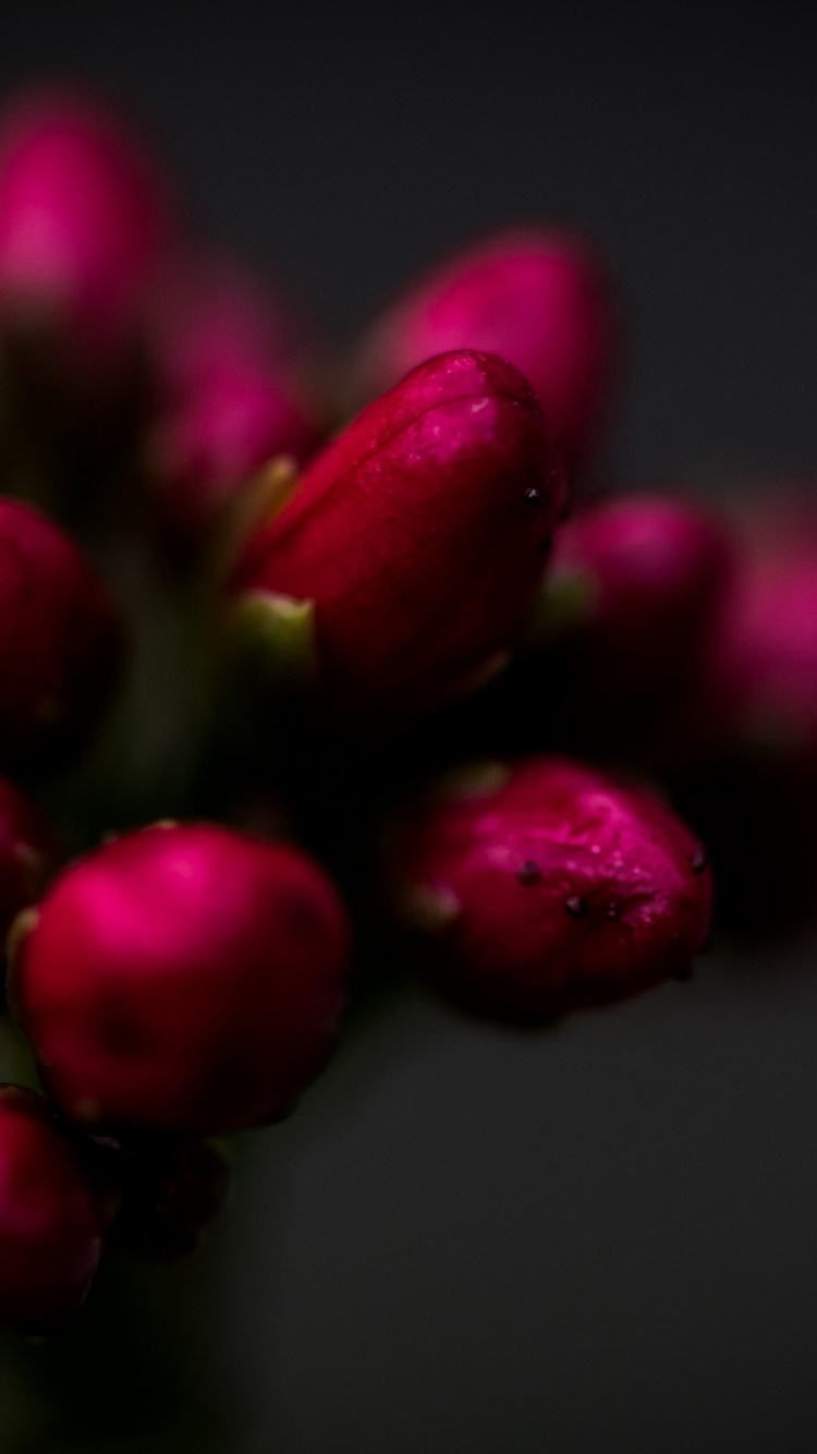 Fermer, Les Roses de Jardin, Chrysanthème, Pétale, Purple. Wallpaper in 750x1334 Resolution